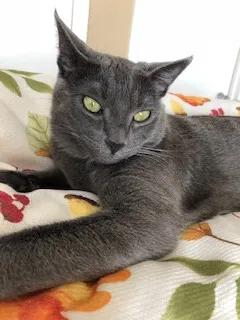 Lost cat in Santa Rosa, CA, 95404