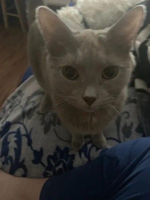 Lost cat in Joliet, IL, 60432