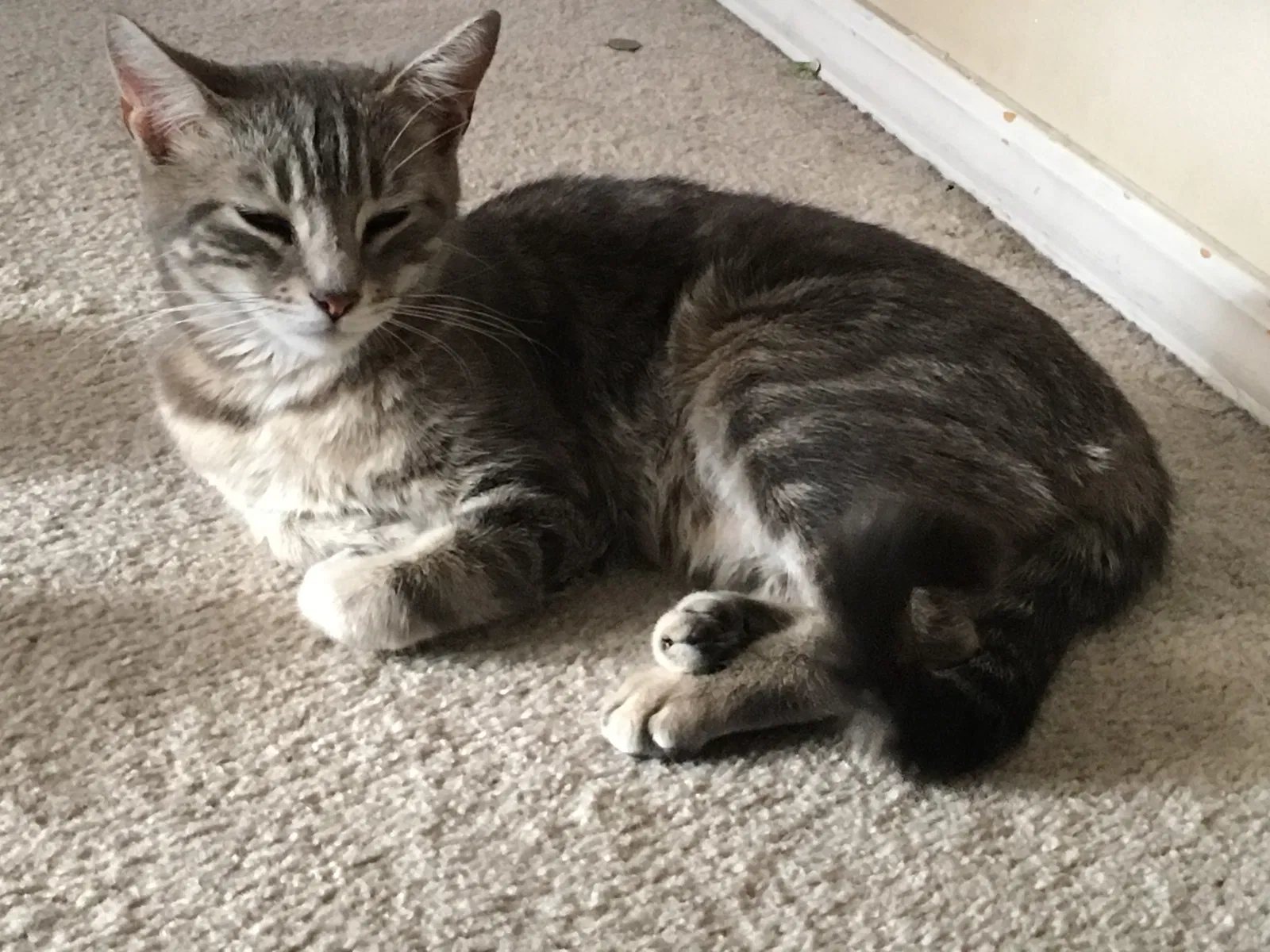 Lost cat in Albuquerque, NM, 87114