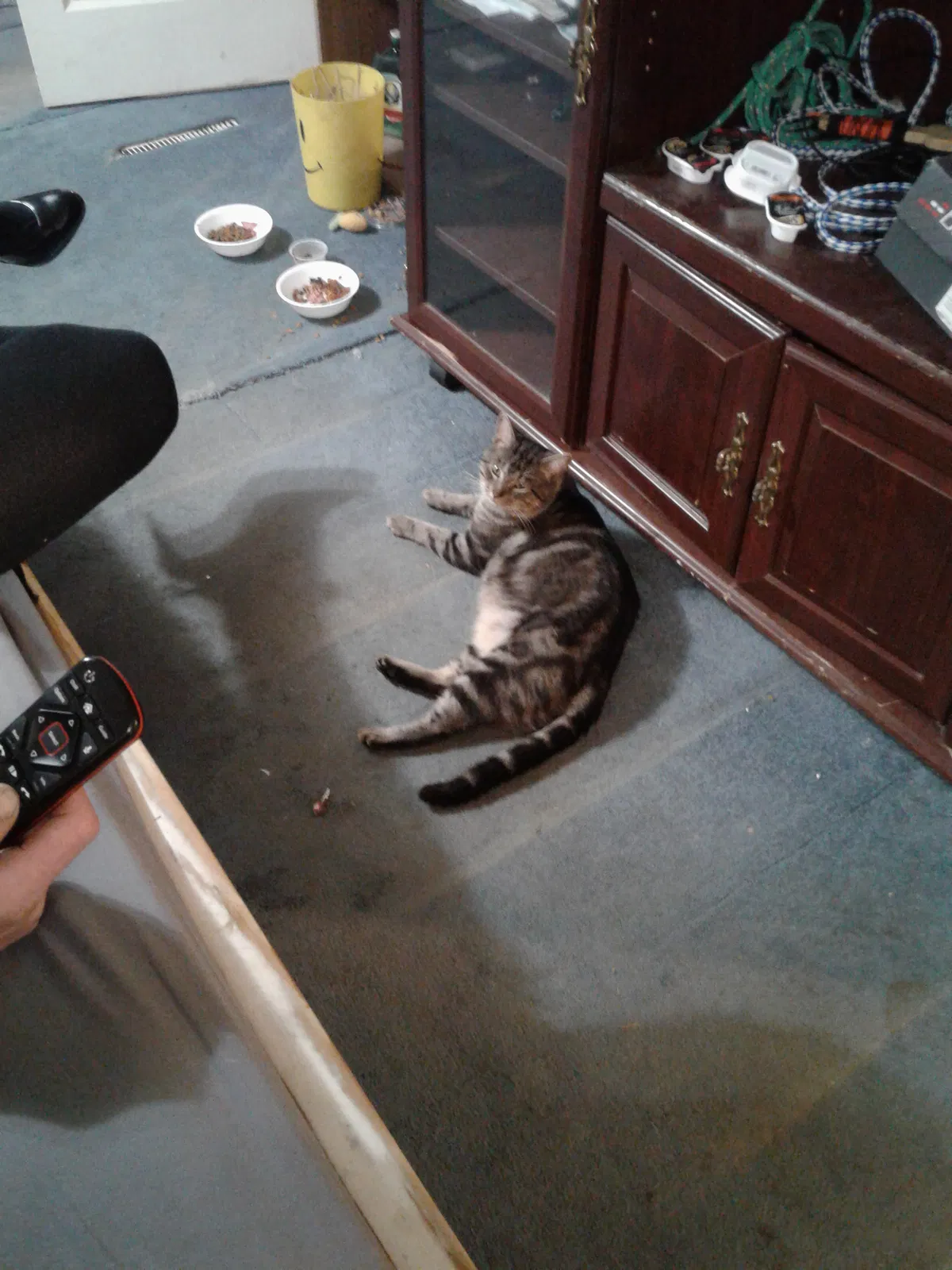 Lost cat in Appling, GA, 30802