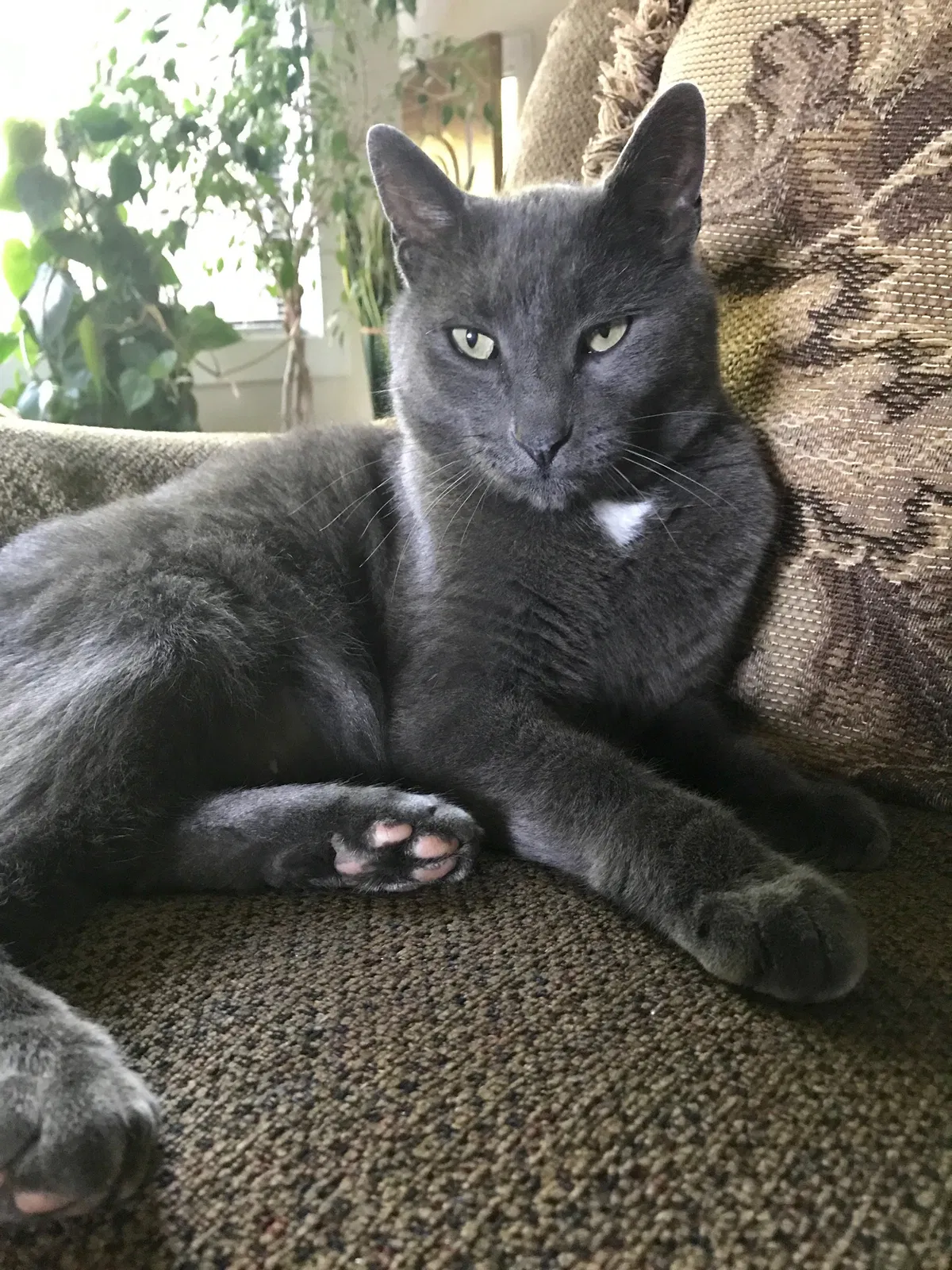 Lost cat in Marietta, GA, 30062