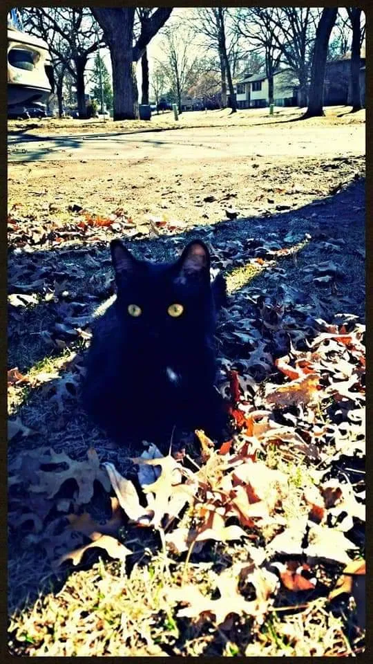Lost cat in Fargo, ND, 58104