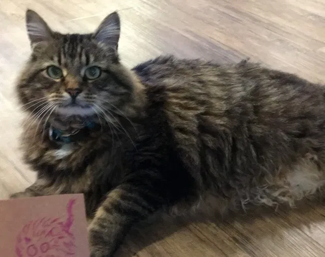 Lost cat in Littleton, CO, 80121