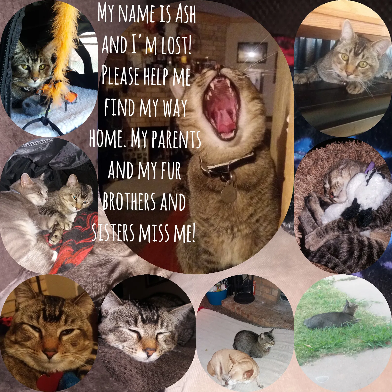 Lost cat in Wichita Falls, TX, 76302