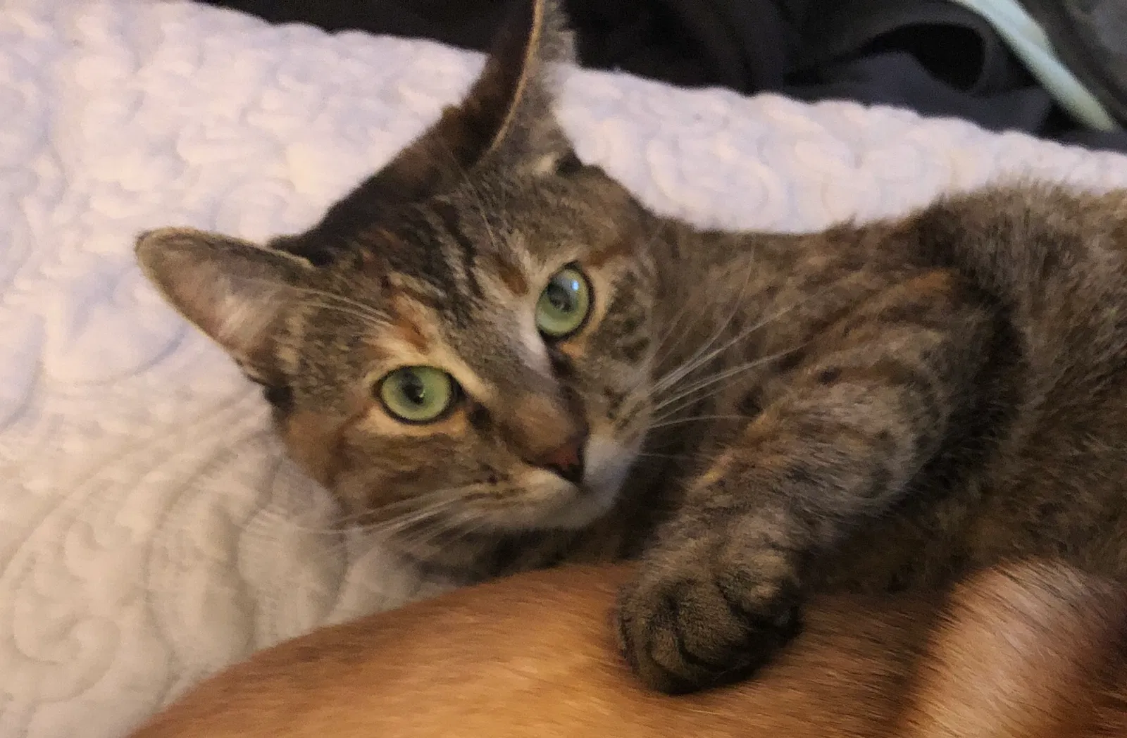 Lost cat in Orinda, CA, 94563