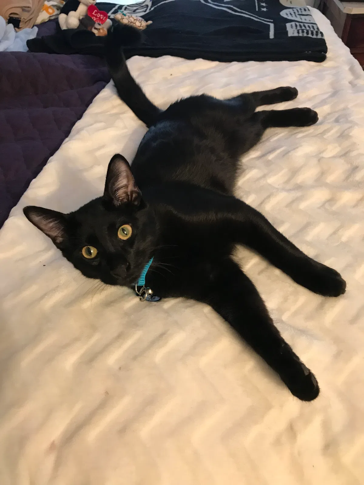 Lost cat in Elizabeth, CO, 80107