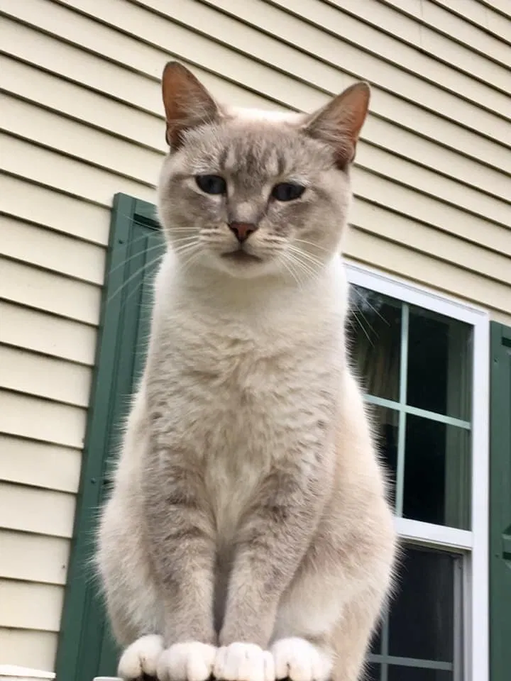 Lost cat in Mc Kenney, VA, 23872