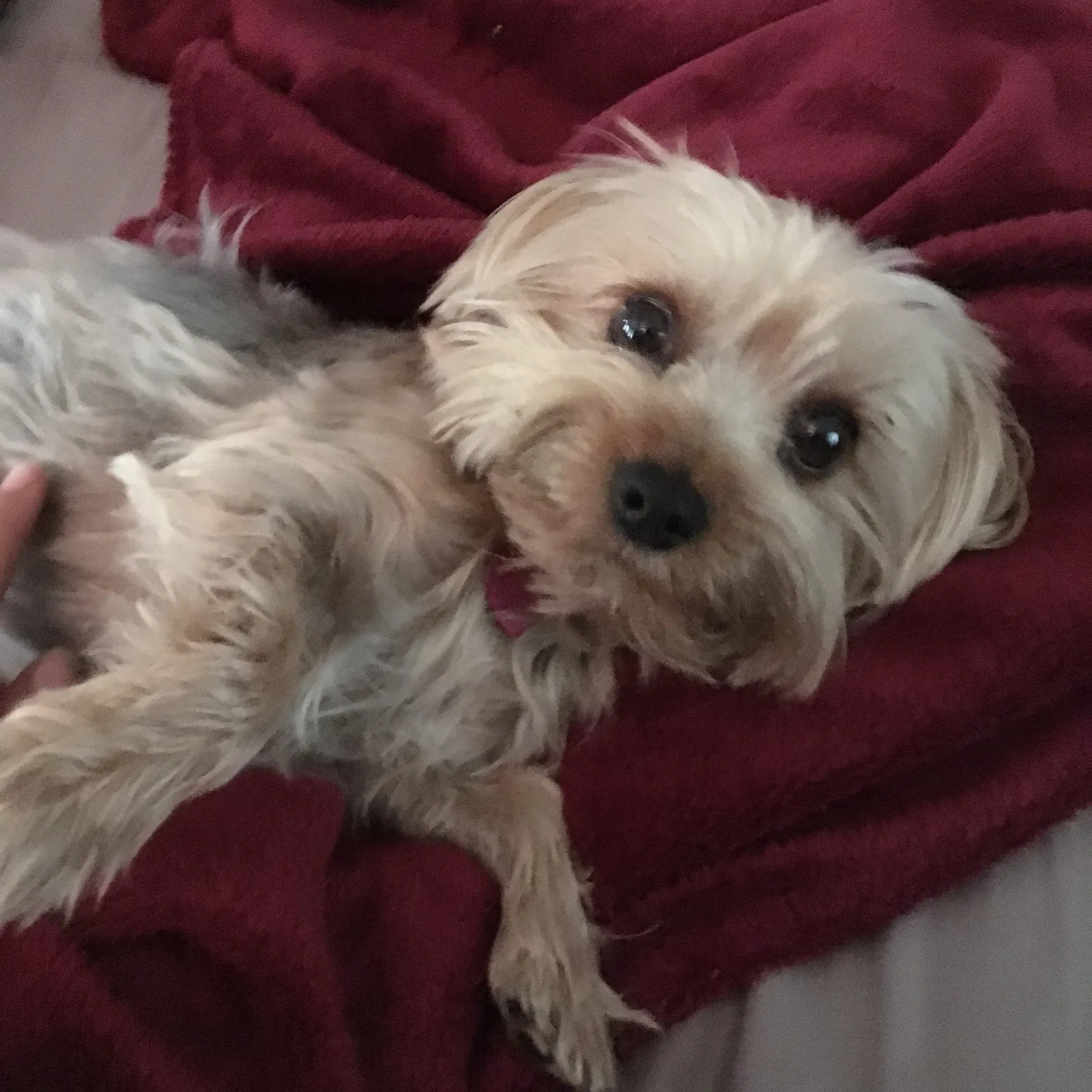 Lost dog in Peoria, AZ, 85381