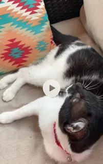 Lost cat in Pensacola, FL, 32514