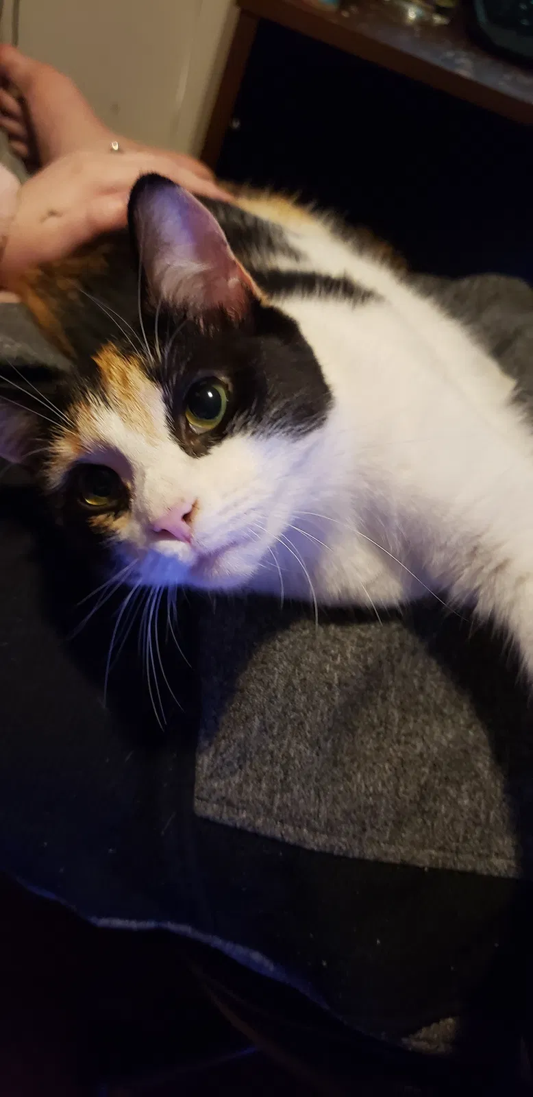 Lost cat in Greenville, SC, 29615