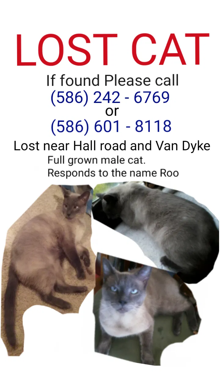 Lost cat in Utica, MI, 48317