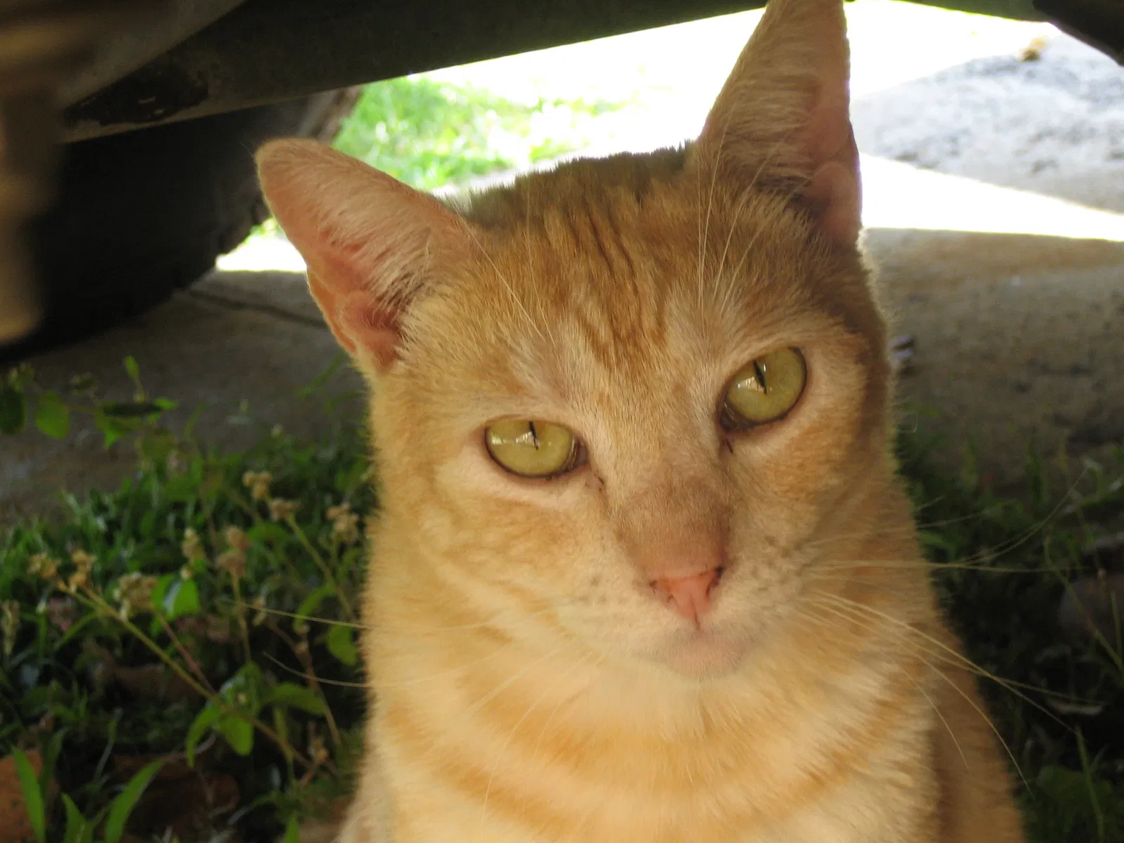 Lost cat in Fort Collins, CO, 80525