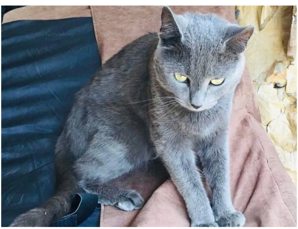 Lost cat in Mooresville, NC, 28115