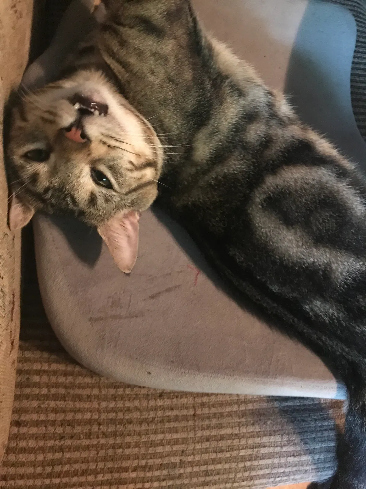 Lost cat in Pennsburg, PA, 18073