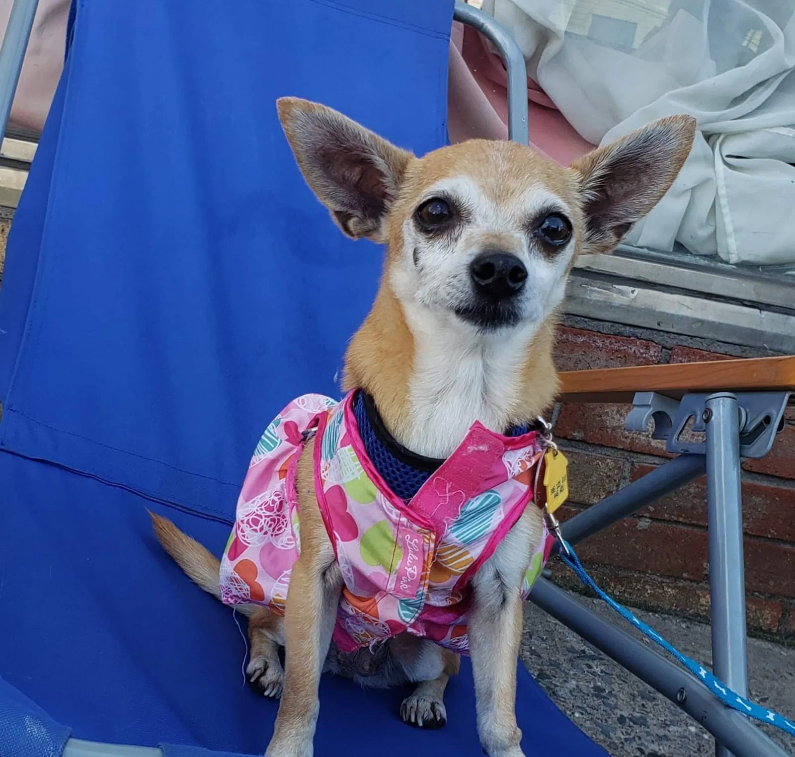 Lost dog in Allentown, PA, 18102