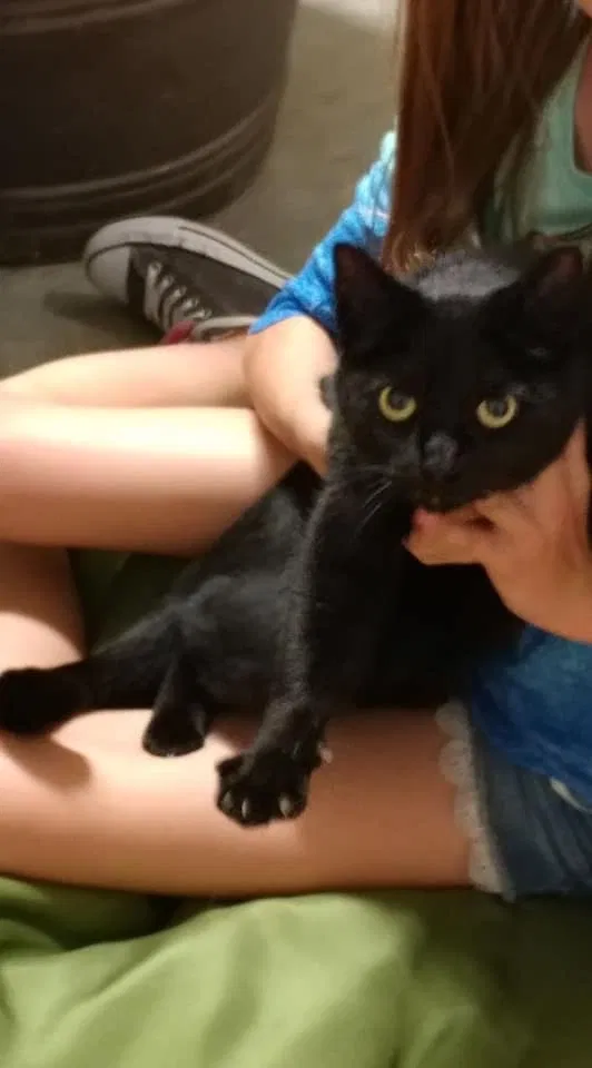 Lost cat in Fulshear, TX, 77441