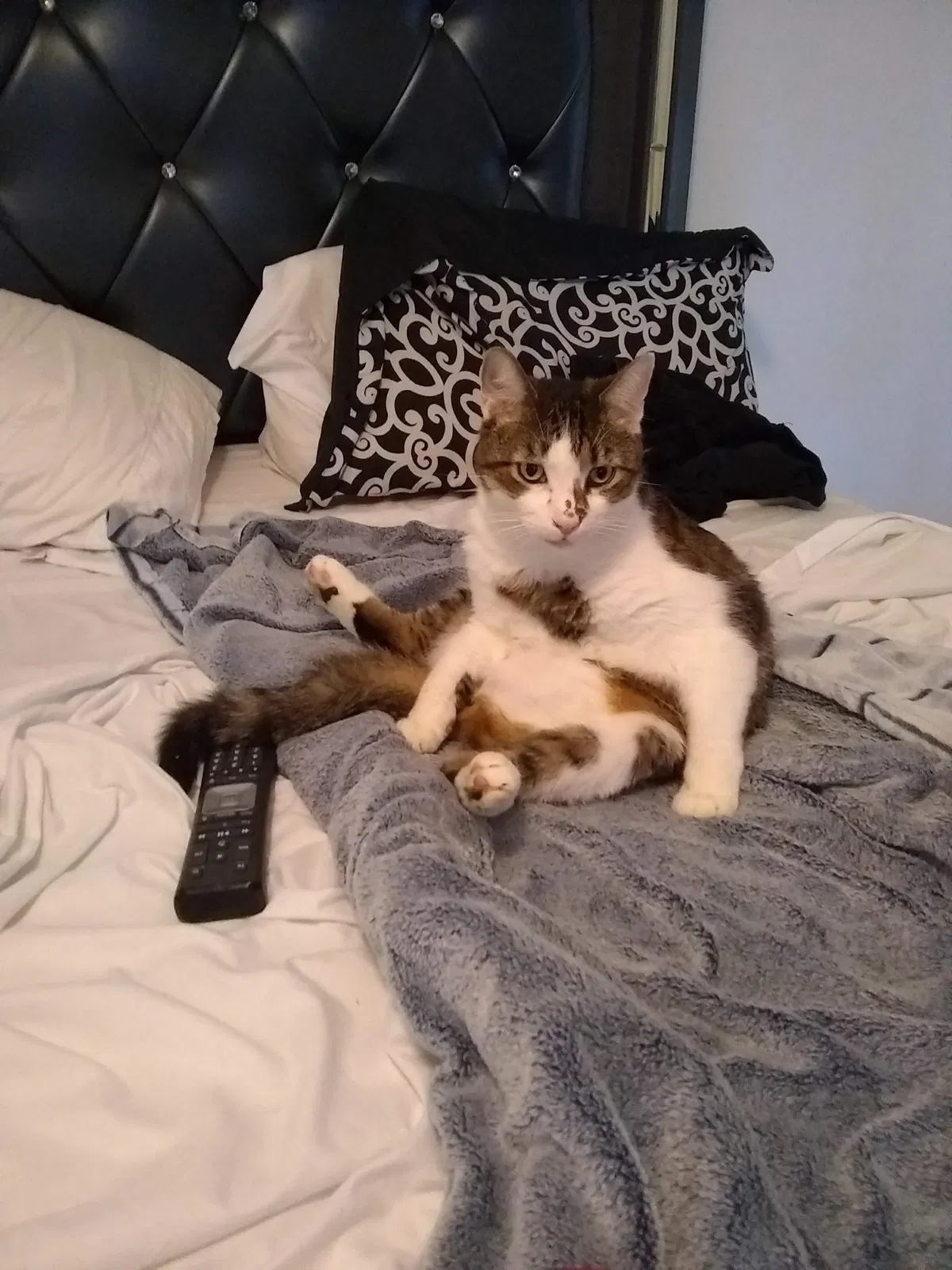 Lost cat in Cape Coral, FL, 33991