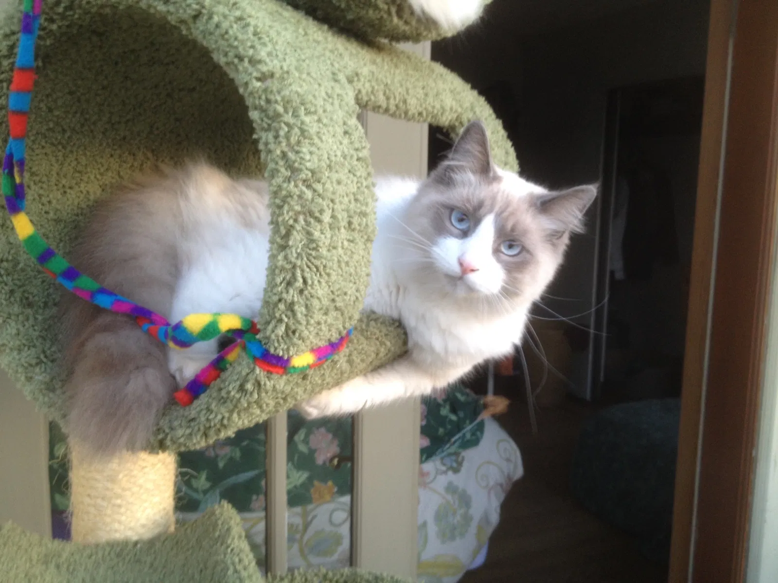 Lost cat in Richmond, CA, 94805