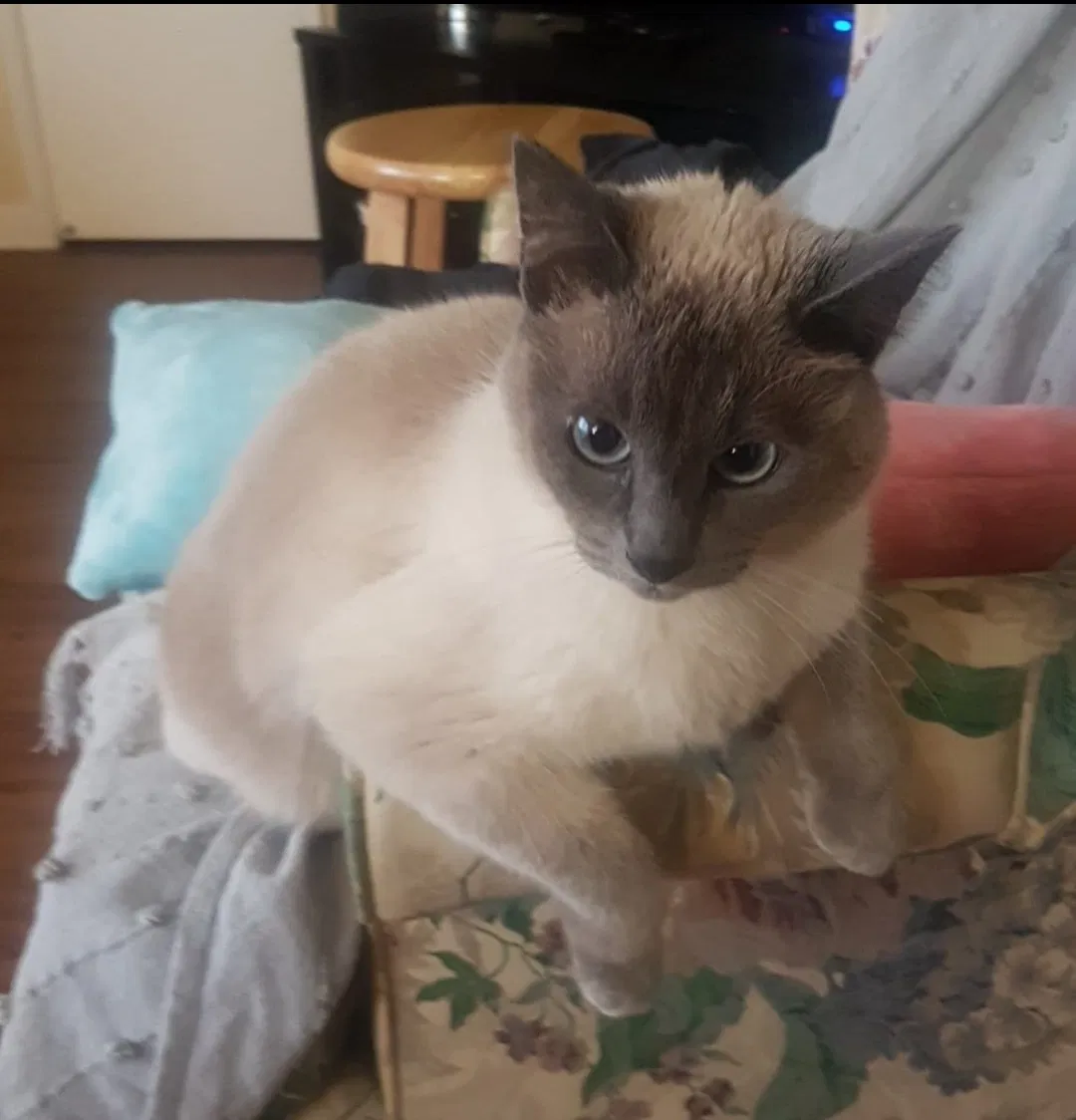 Lost cat in Rio Rancho, NM, 87124