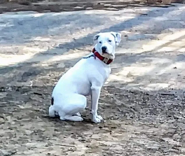 Lost dog in Saulsbury, TN, 38067