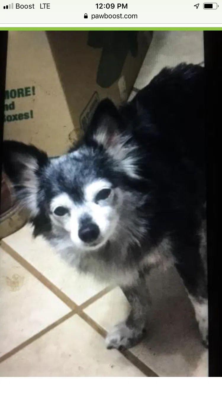 Lost dog in Marion, SC, 29571