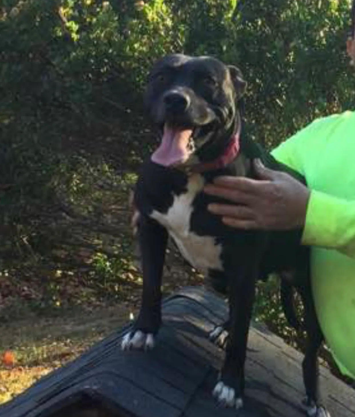 Lost dog in Austell, GA, 30168