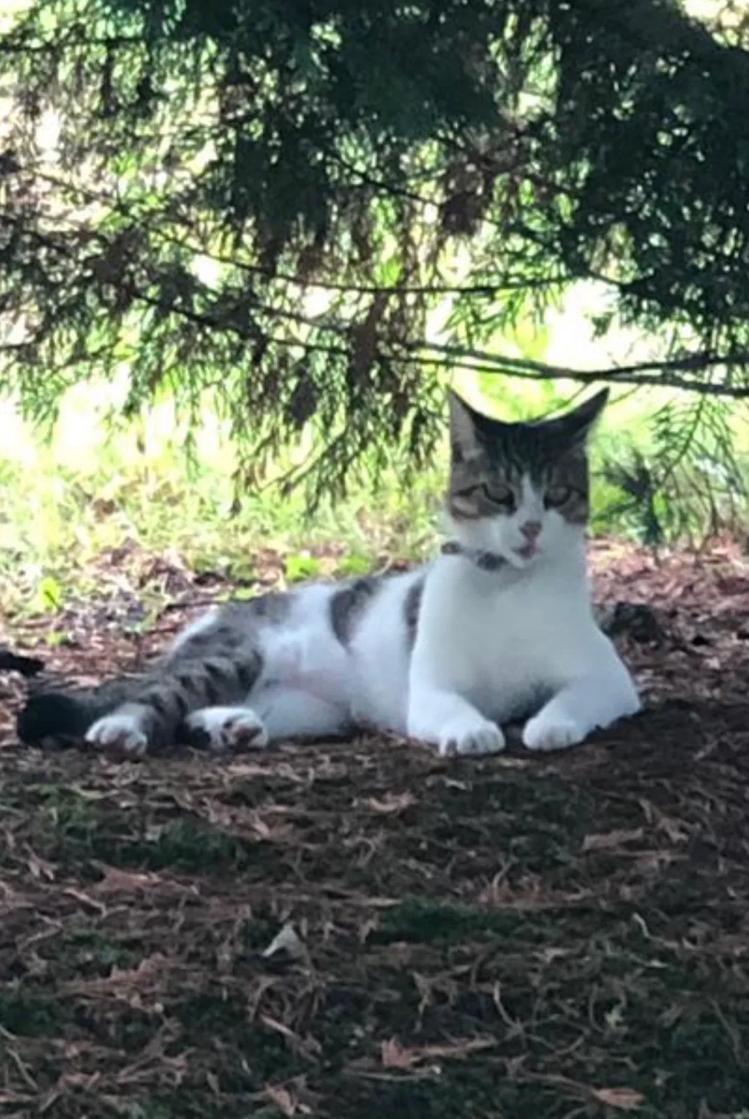 Lost cat in Lenoir City, TN, 37772