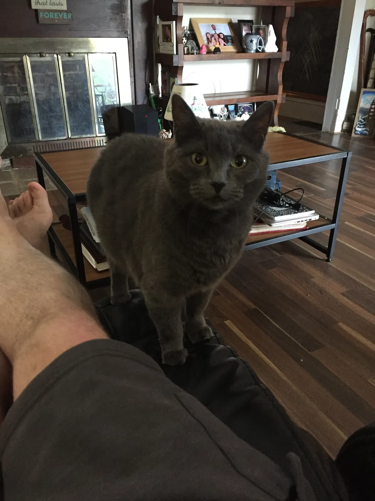 Lost cat in Kings Mountain, NC, 28086