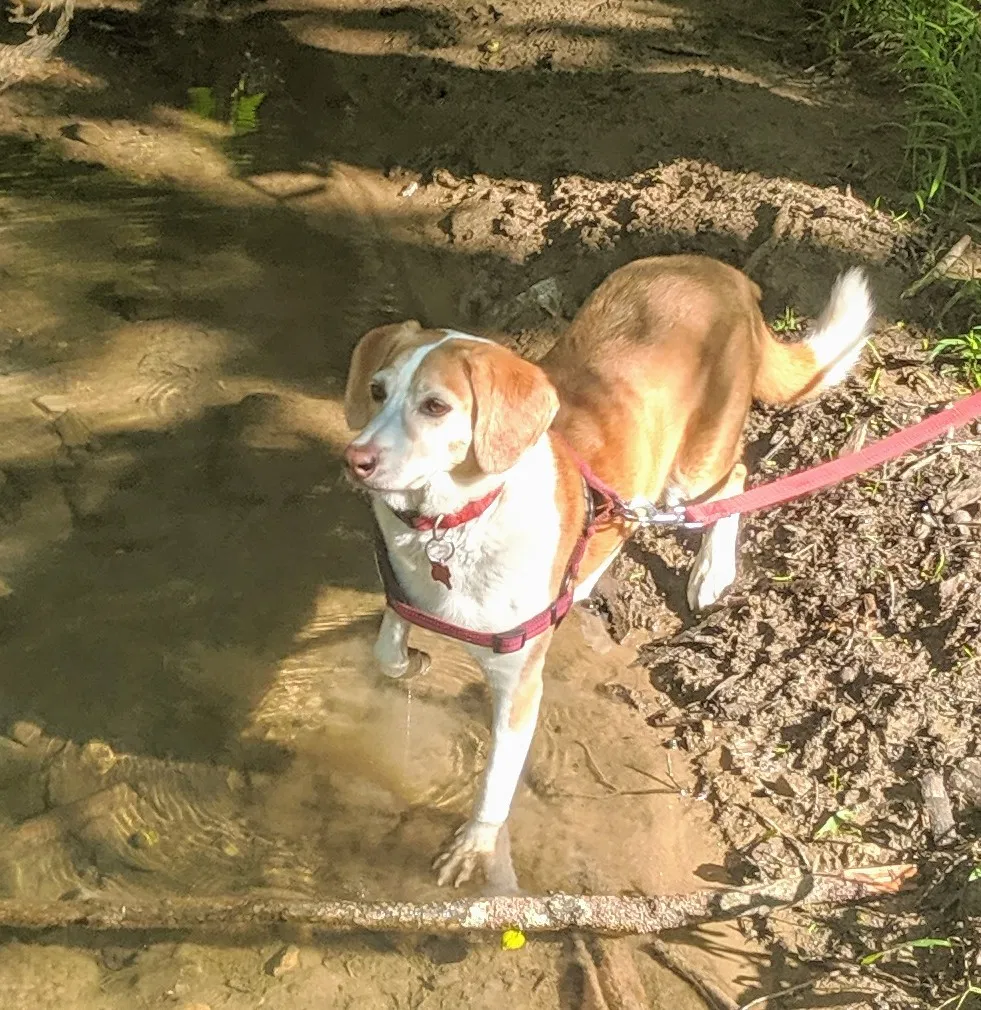 Lost dog in Hudson, OH, 44236