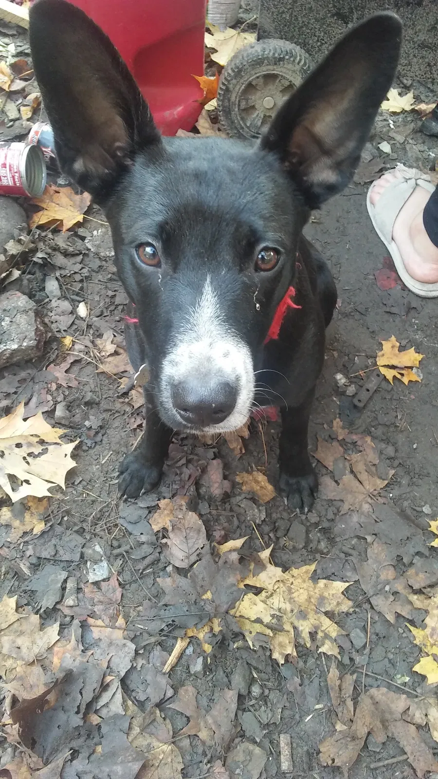 Lost dog in Tellico Plains, TN, 37385