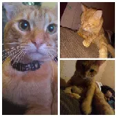 Lost cat in Clarksburg, WV, 26301