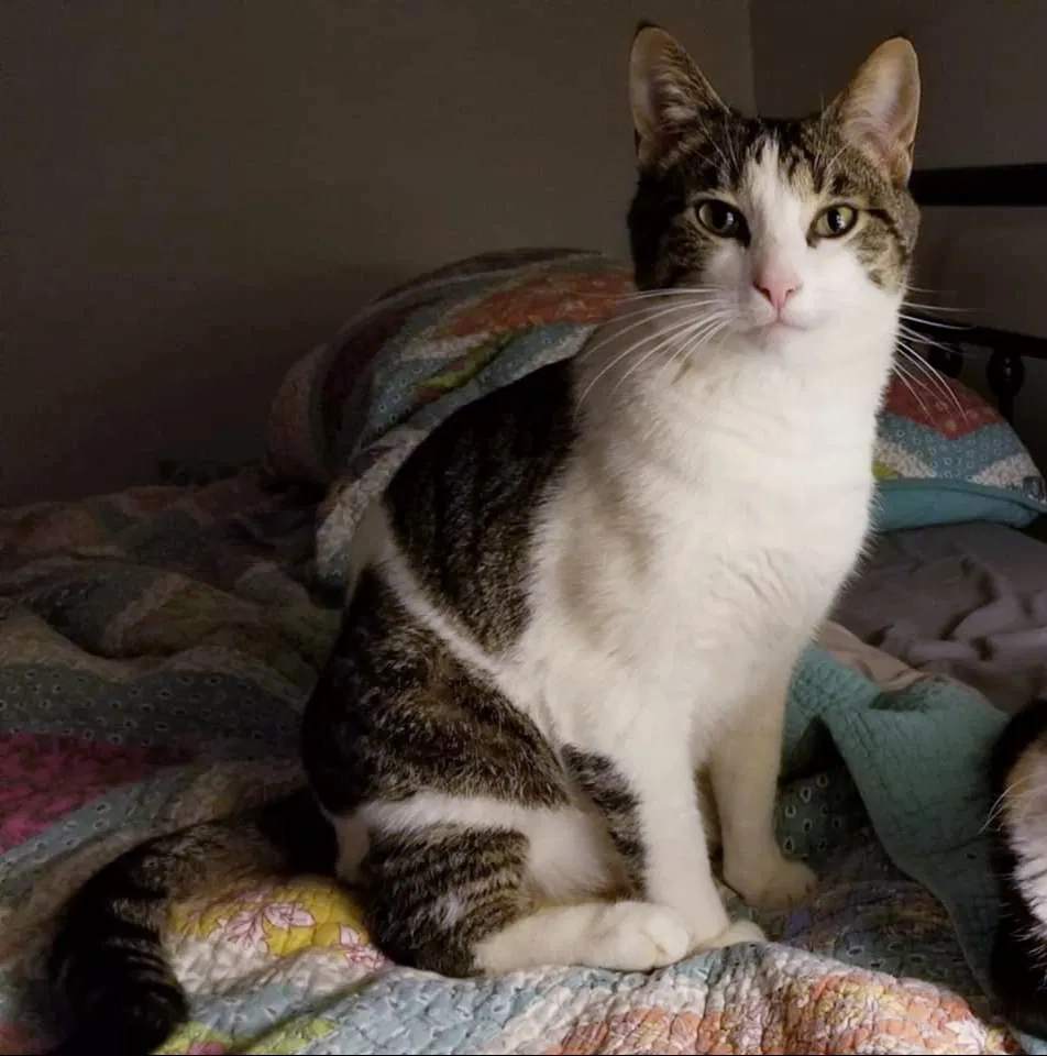 Lost cat in Cartersville, GA, 30120