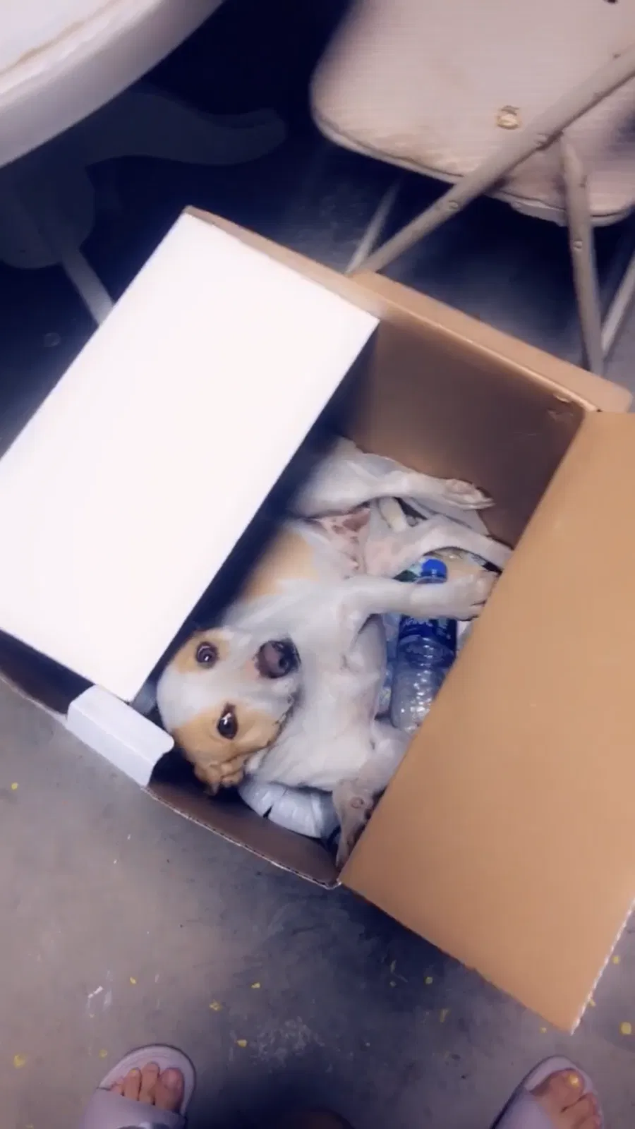 Lost dog in Fontana, CA, 92337