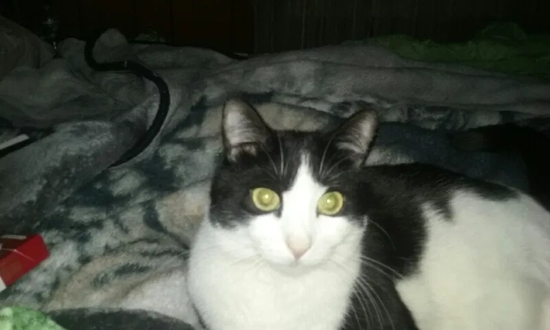 Lost cat in Jackson, NJ, 8527