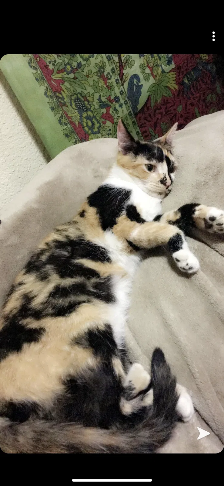 Lost cat in Lancaster, NY, 14086