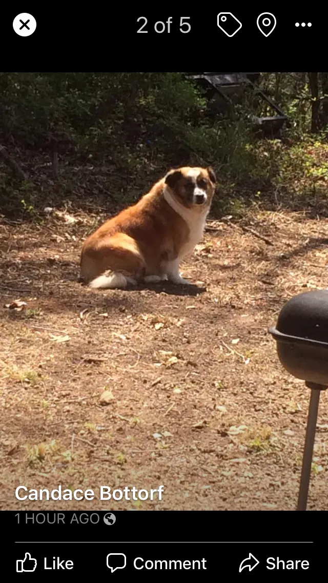 Lost dog in Franklin, NC, 28734