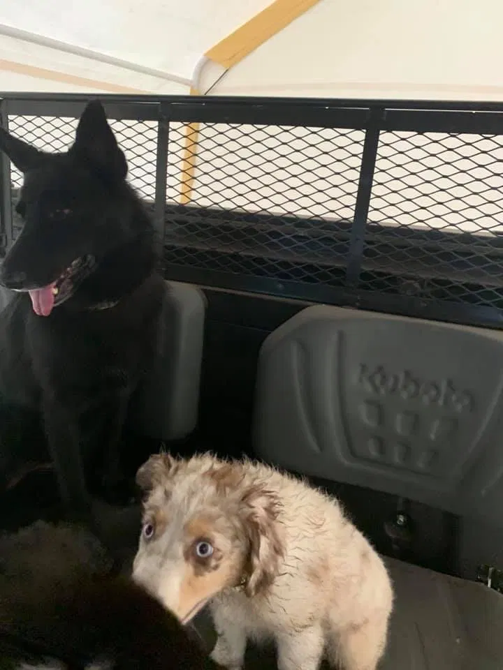 Lost dog in Polk City, FL, 33868