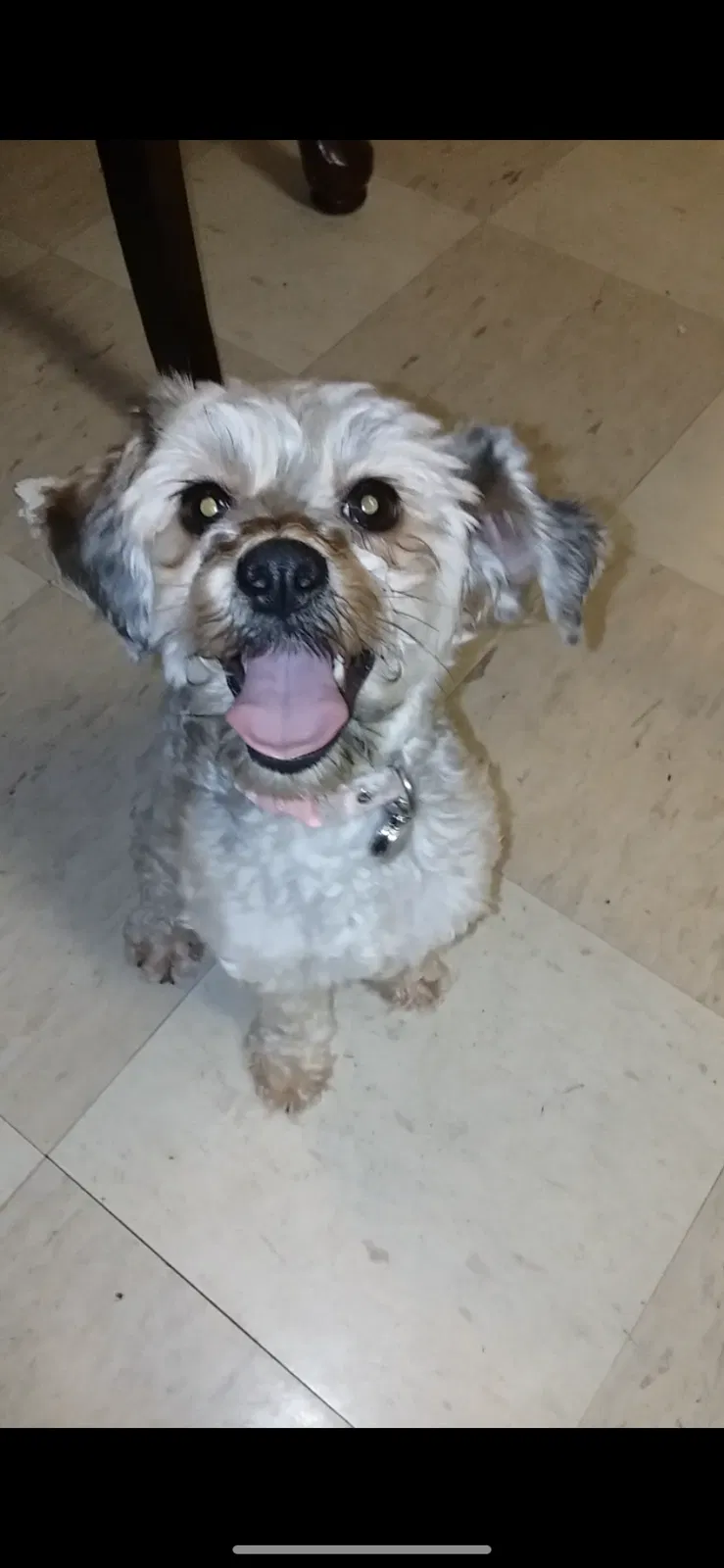 Lost dog in Stockton, CA, 95210
