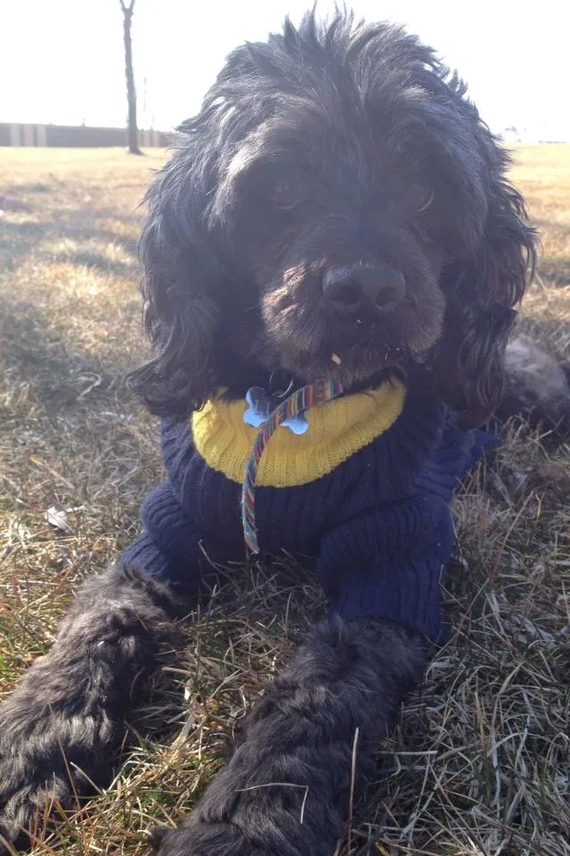 Lost dog in Romulus, MI, 48174