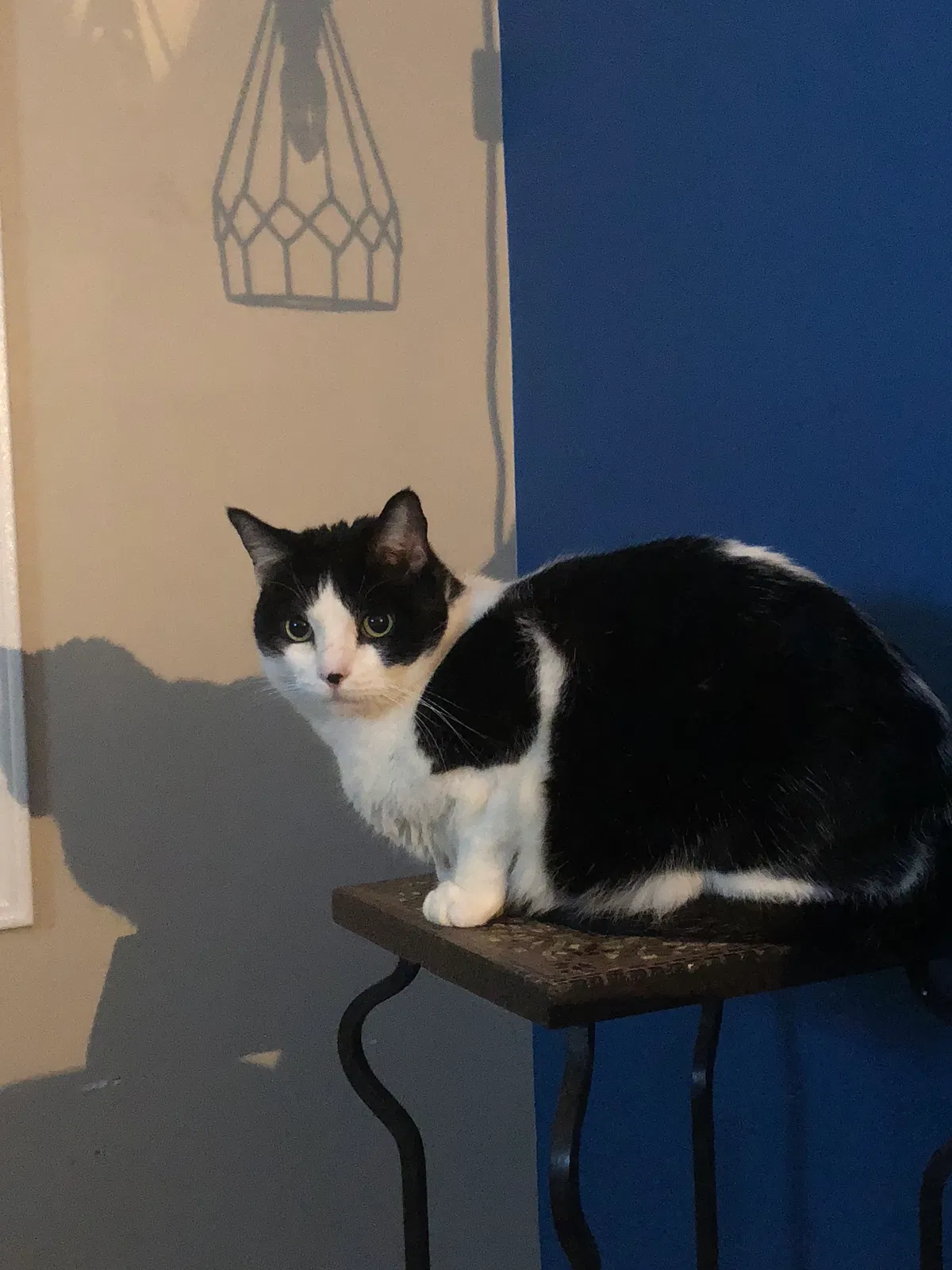 Lost cat in San Juan Capistrano, CA, 92675