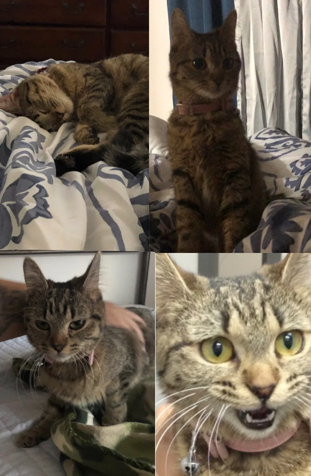 Lost cat in North Las Vegas, NV, 89032