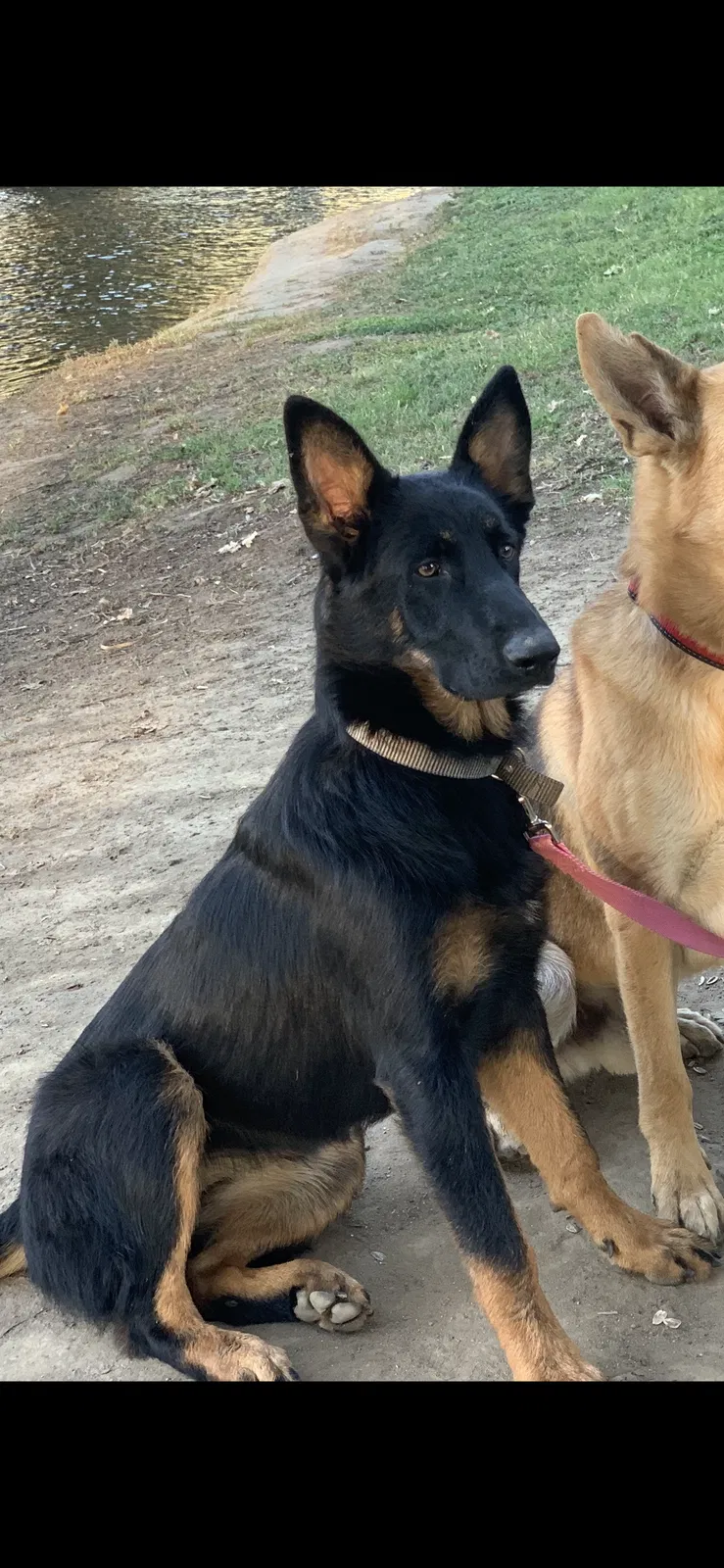 Lost dog in Reedley, CA, 93654
