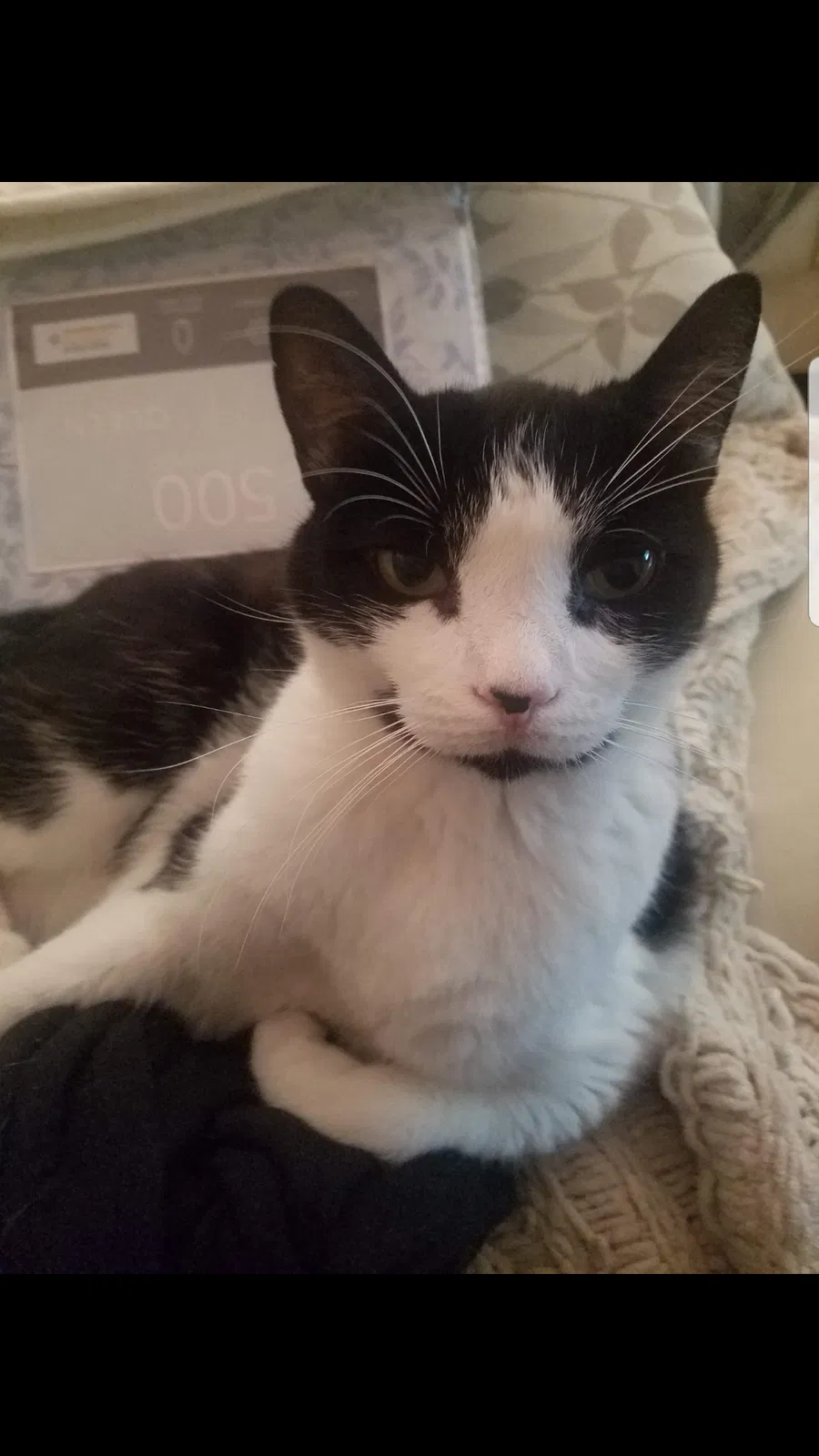 Lost cat in Savannah, GA, 31419