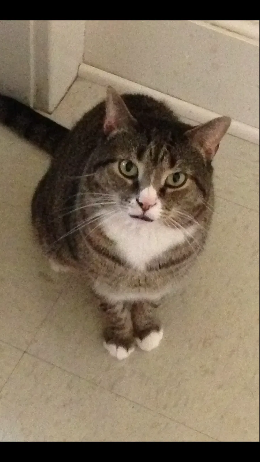 Lost cat in Holyoke, MA, 1040