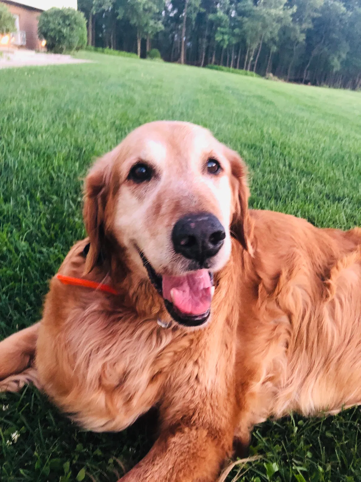 Lost dog in Andreas, PA, 18211