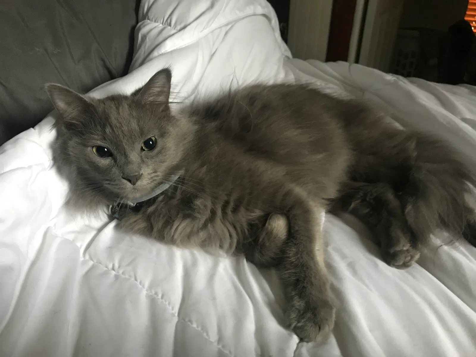 Lost cat in Manhattan, IL, 60442