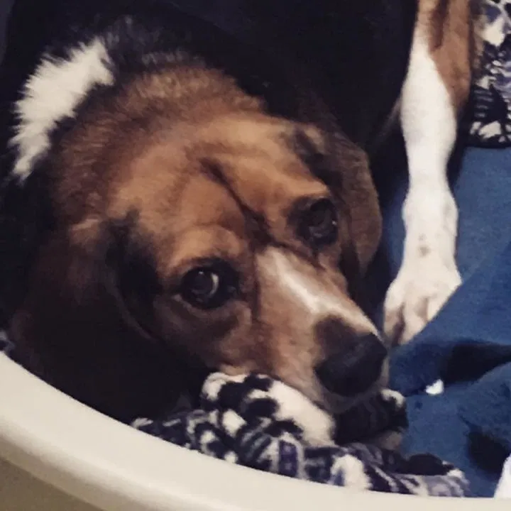 Lost dog in Cincinnati, OH, 45238