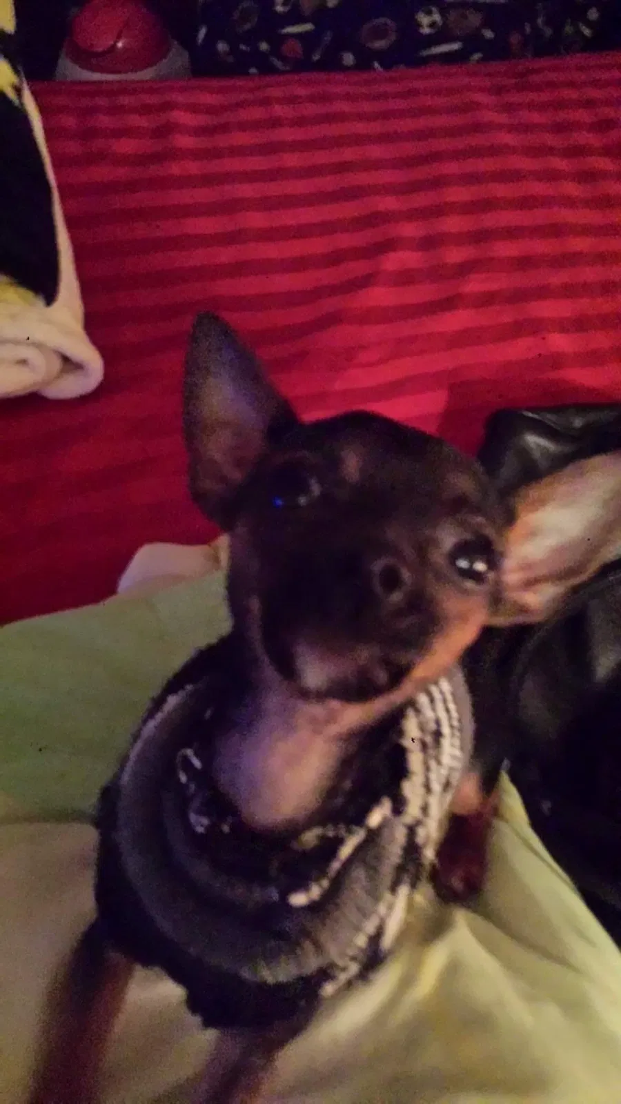 Lost dog in Vacaville, CA, 95688