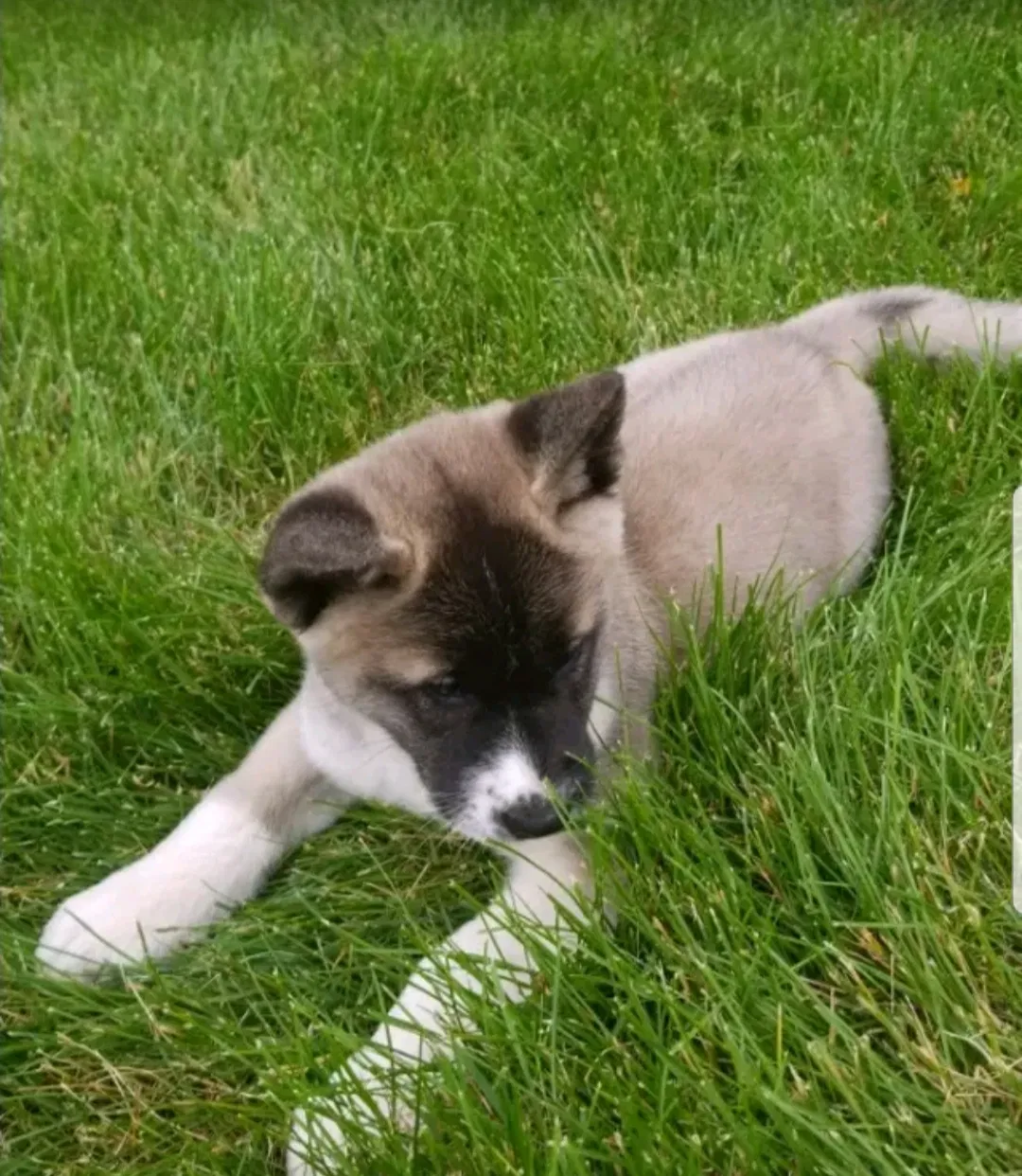 Lost dog in Goshen, IN, 46528