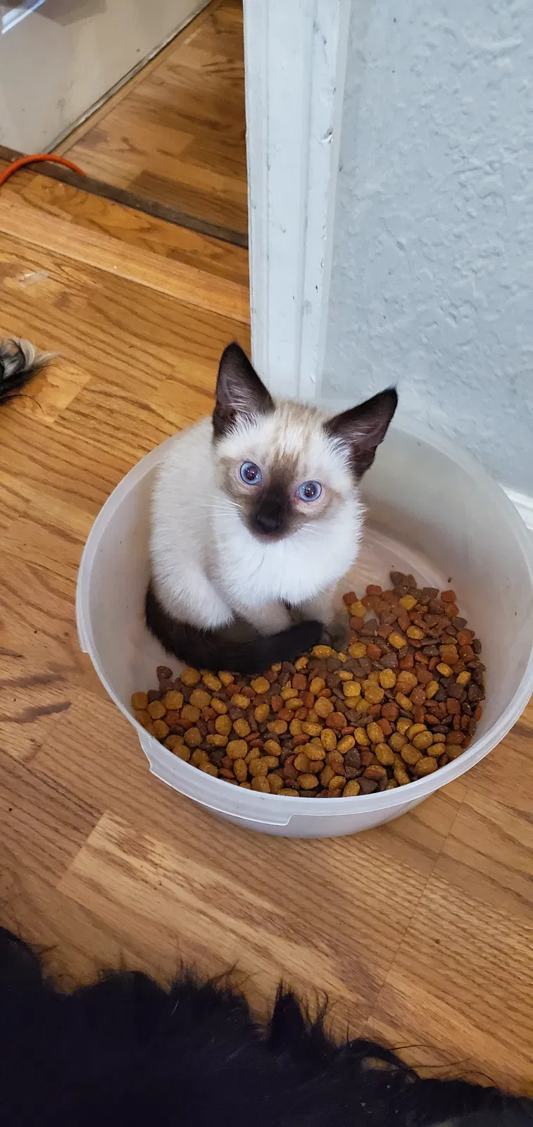 Lost cat in Denver, CO, 80233